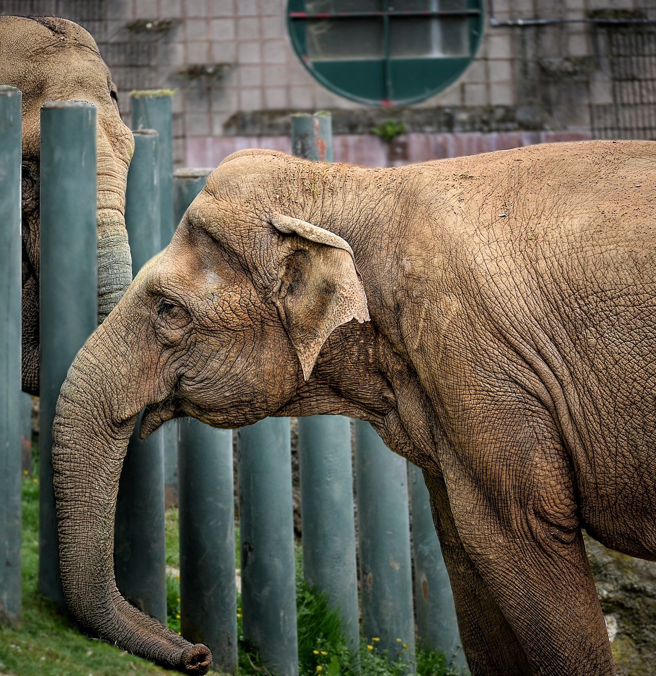 An Asian elephant in front of a fence in a zoo