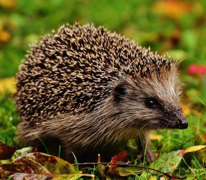 Close up of a hedgehog standing on grass