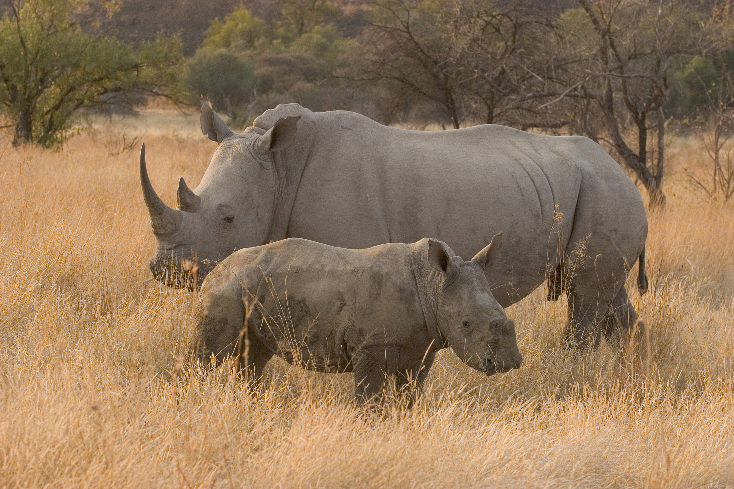 A mother rhino and calf