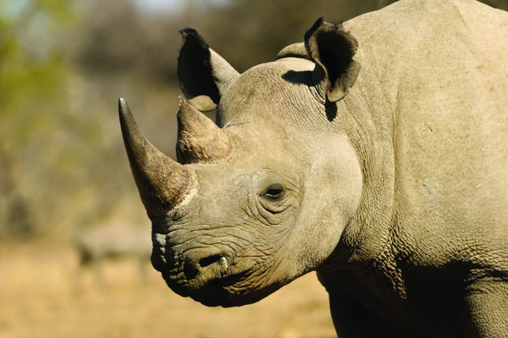 A close-up image of a rhino