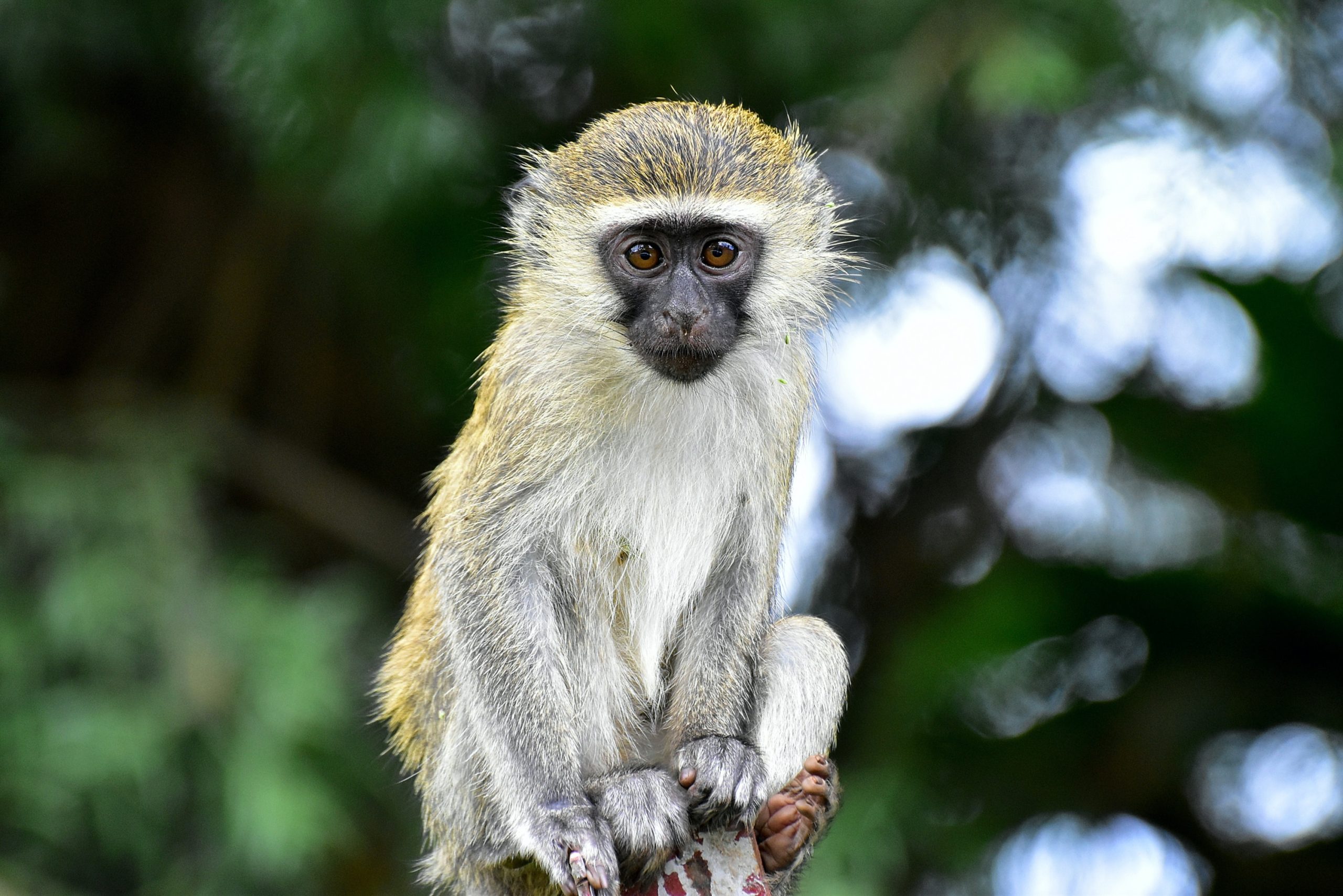 A vervet sitting on a branch