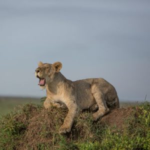 A lion yawning