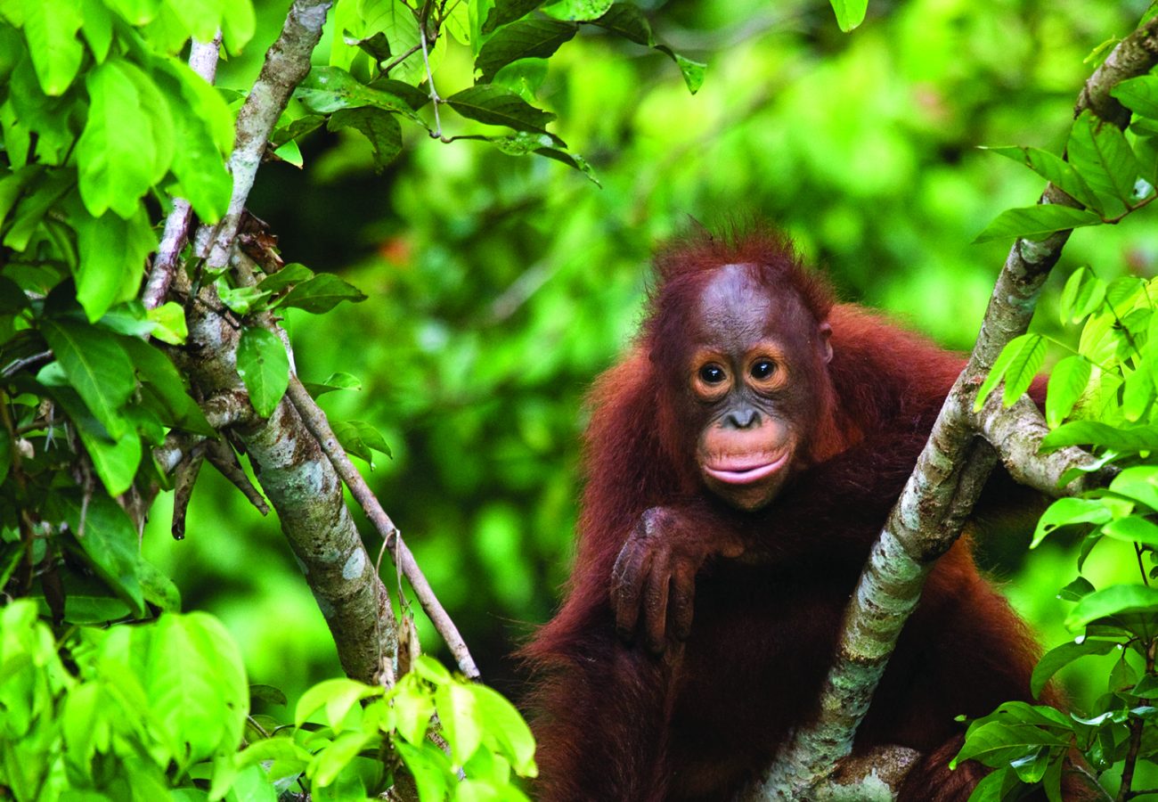 An orangutan sitting in luscious green treetops