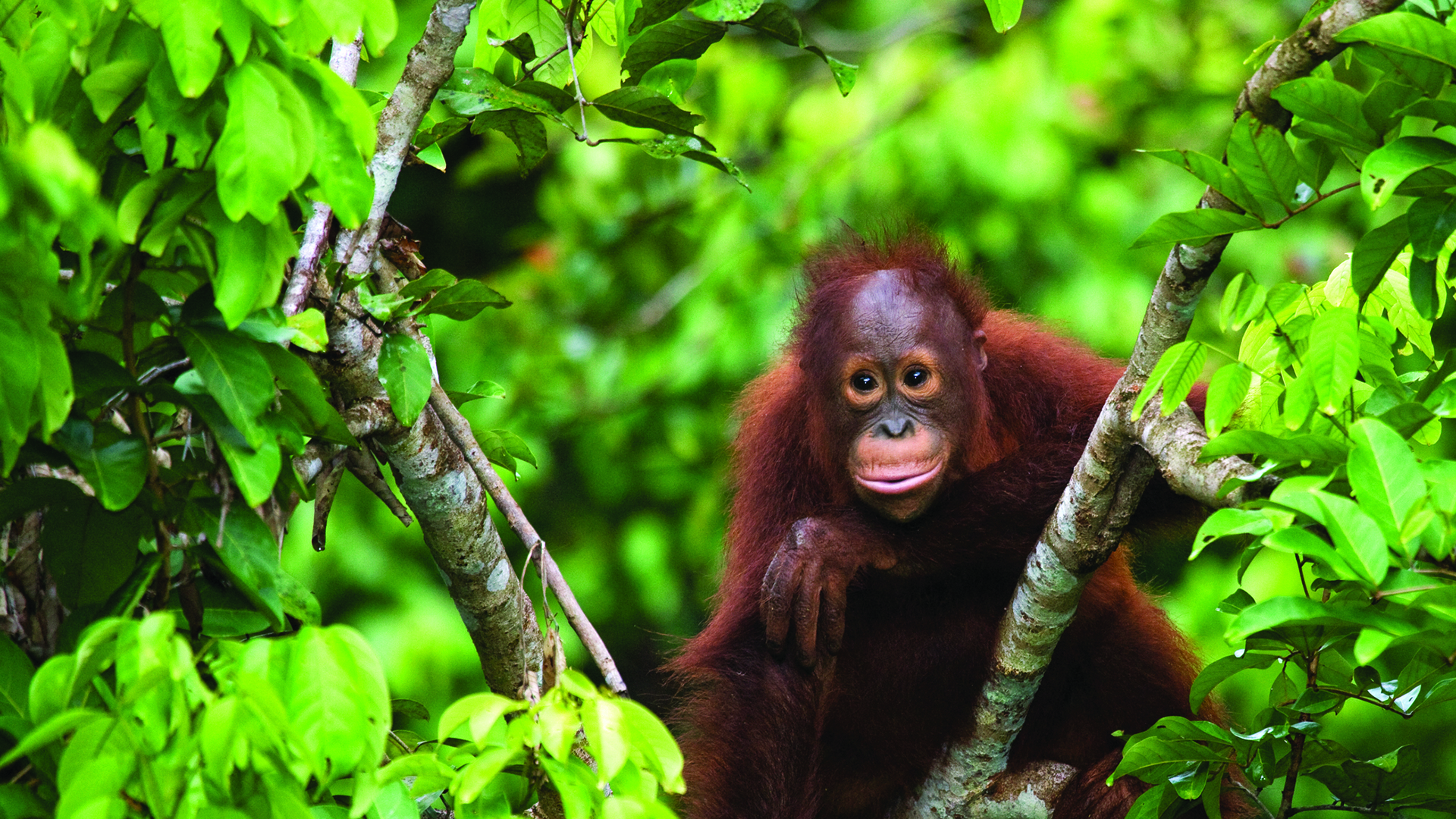 An orangutan sitting in luscious green treetops