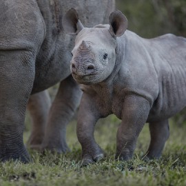 A baby rhino standing next to the legs of an adult rhino