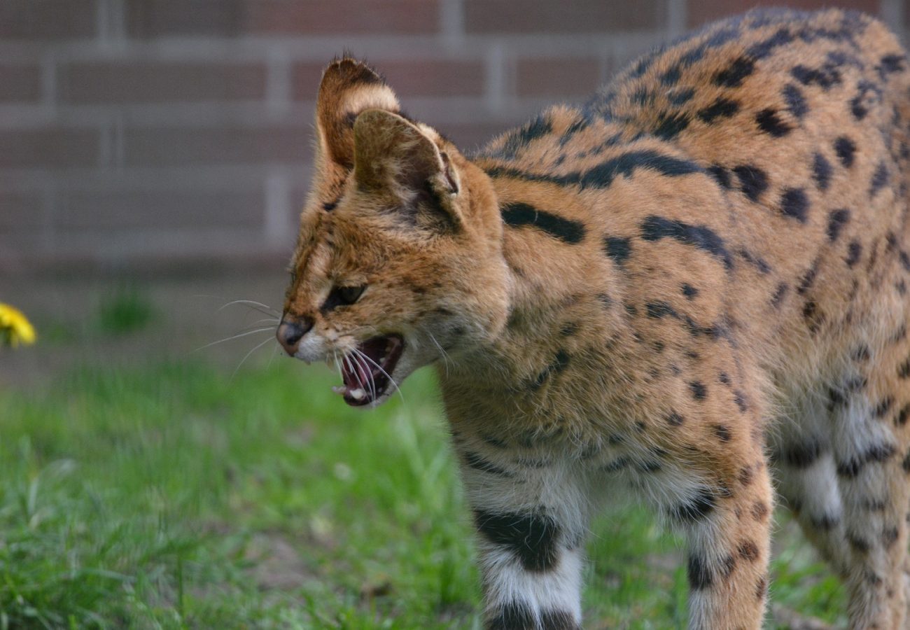 A serval facing to the left with mouth open and eyes closed, with a red brick wall in the background