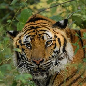 Close up of a Bengal tiger's face