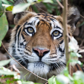 Close up of a Bengal Tiger's face
