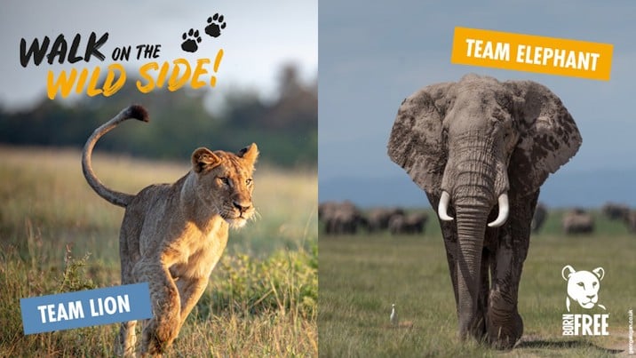 A composite image of a lion and elephant with a Walk on the Wild Side logo