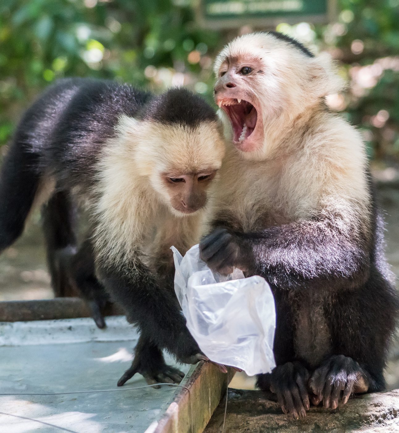 Two white headed capuchin monkeys, one holding a white plastic bag with its mouth open and the other moving towards the bag