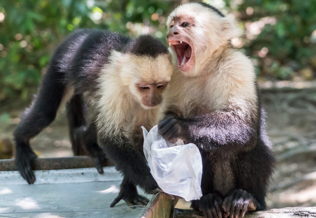 Two white headed capuchin monkeys, one holding a white plastic bag with its mouth open and the other moving towards the bag