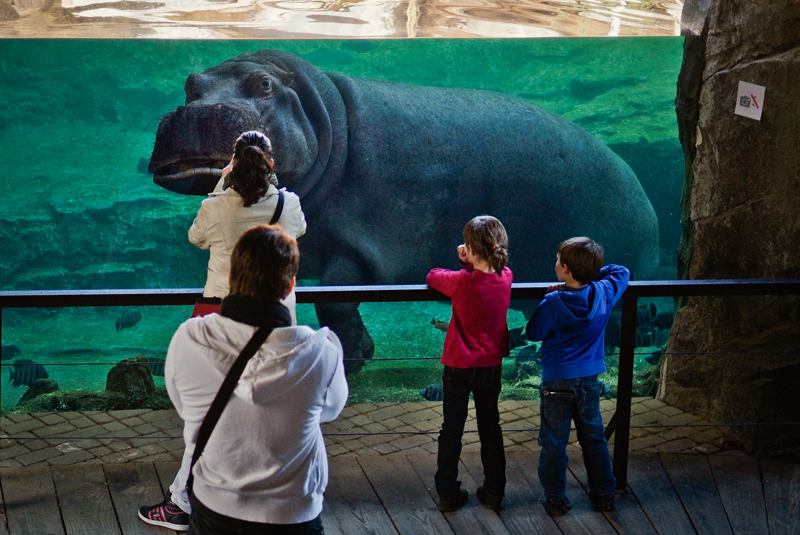 A captive hippo in a glass tank with people standing watching it