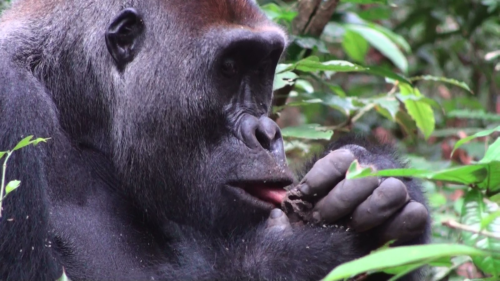 A gorilla in the jungle licking termites off his fingers.