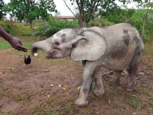 A little elephant is being fed by a carer - his tusk is outstretched.