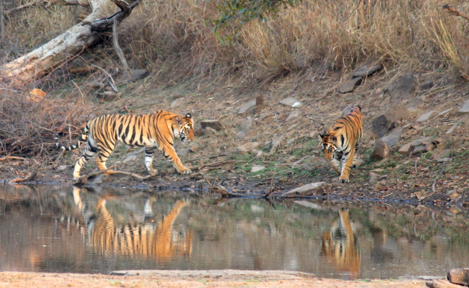 Tiger_image_by_Prasad_Khale_from_Panna_Tiger_Reserve
