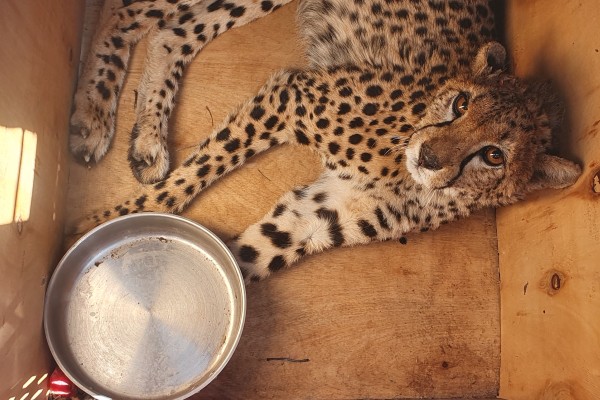 A photo of a cheetah in a box, she is looking upwards towards the camera and there is a bowl of water and the bottom right of the image.