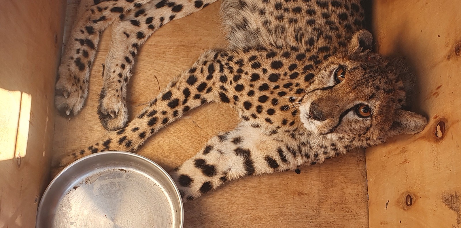 A photo of a young cheetah lying in a wooden travelling crate.