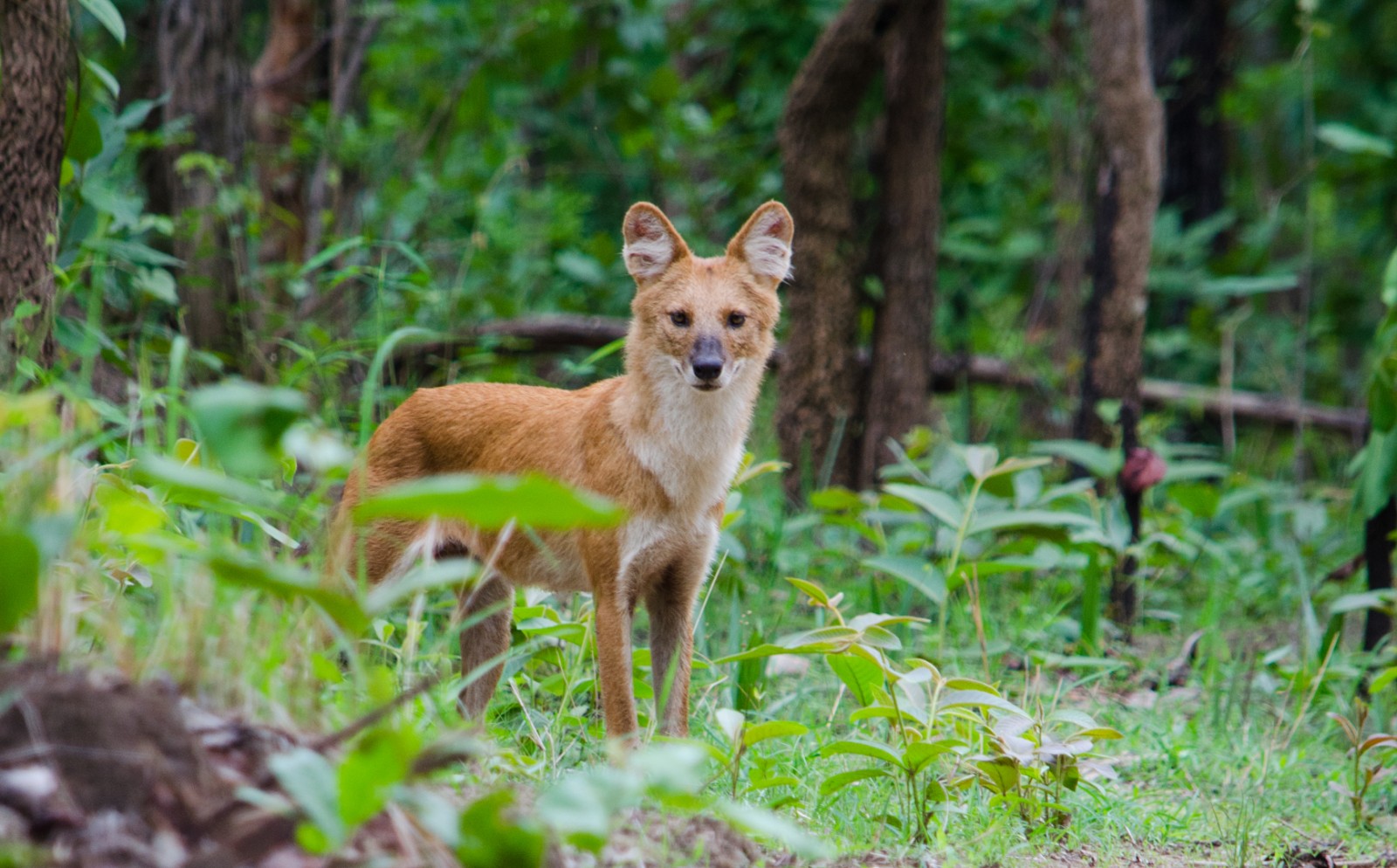 Dhole by Yashvardhan Dalmia from Pench Tiger Reserve