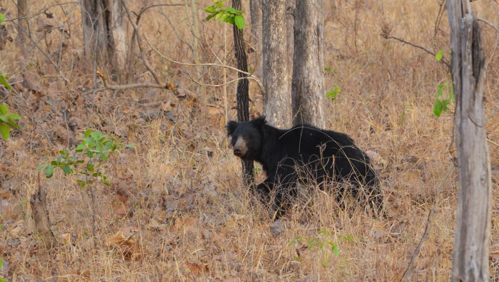 Sloth_Bear_by_Yashvardhan_Dalmia_from_Melghat_Tiger_Reserve