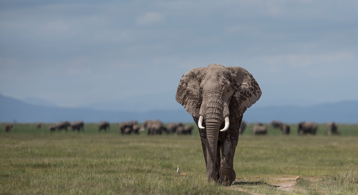 A photo of an elephant in the wild