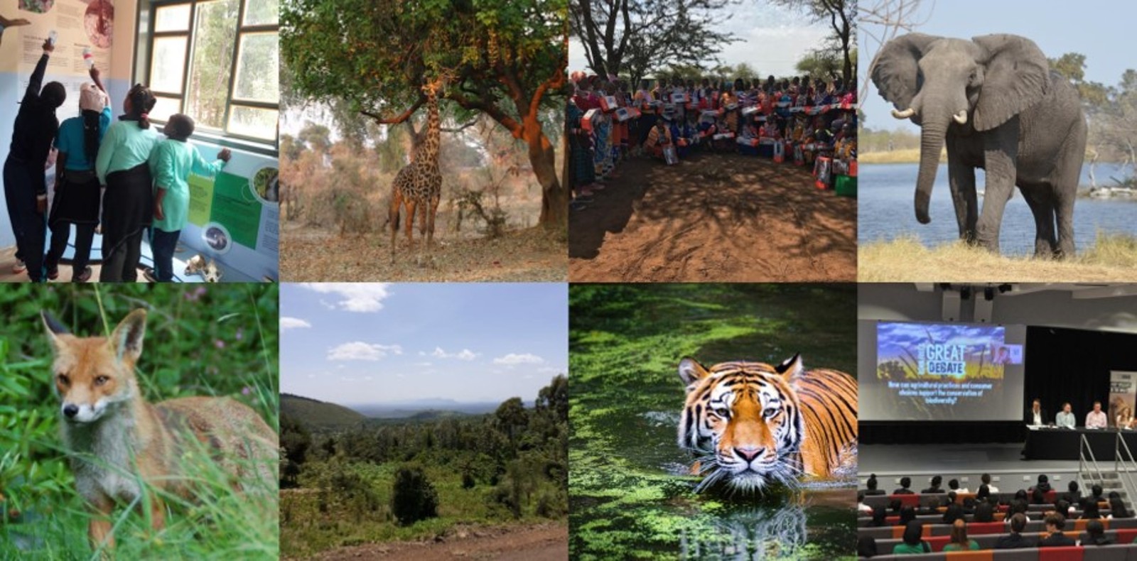 A montage of images including wild animals and people in an educational setting