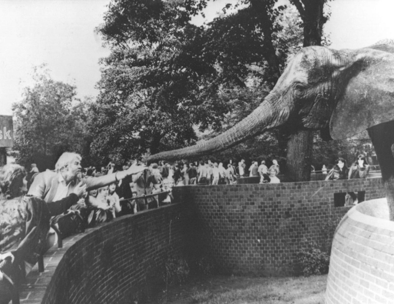 Virginia McKenna and Bill Travers with Pole Pole the elephant reaching out her trunk at London Zoo
