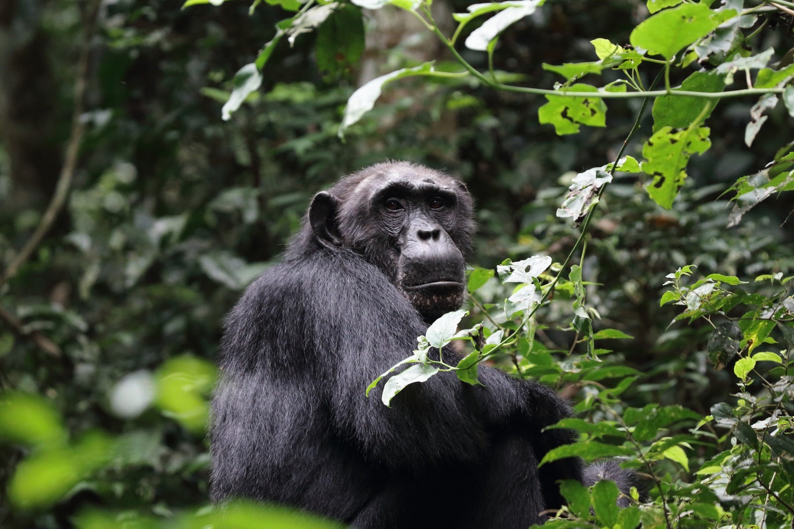 Chimp sitting facing forward in the rainforest in Uganda