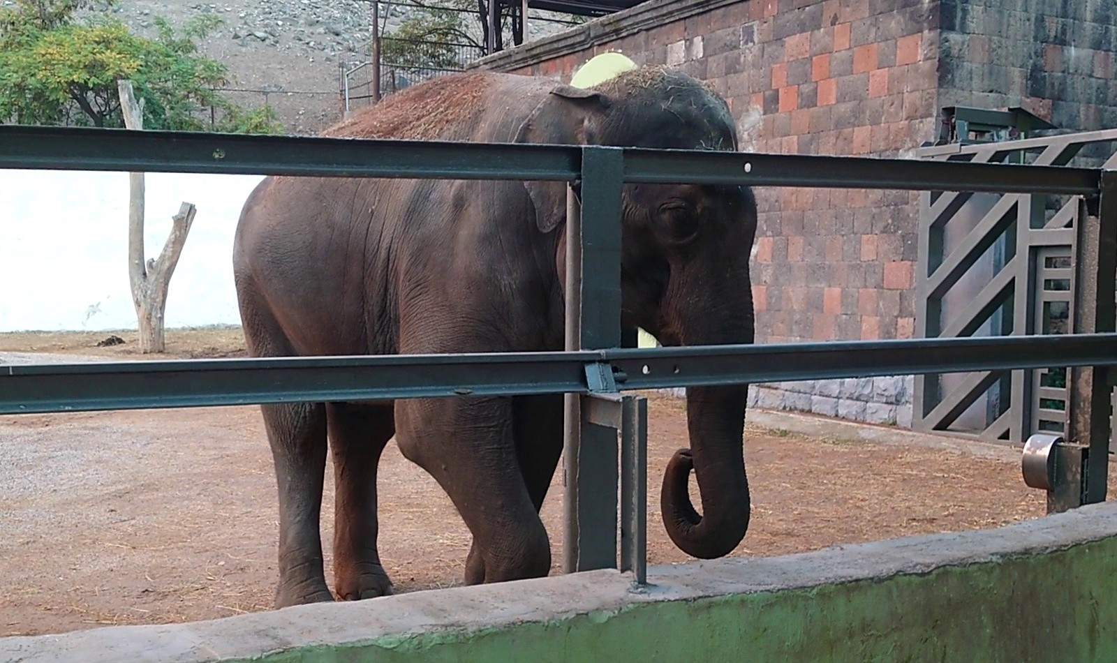 A photo of a lonely Asian elephant in a barren zoo enclosure