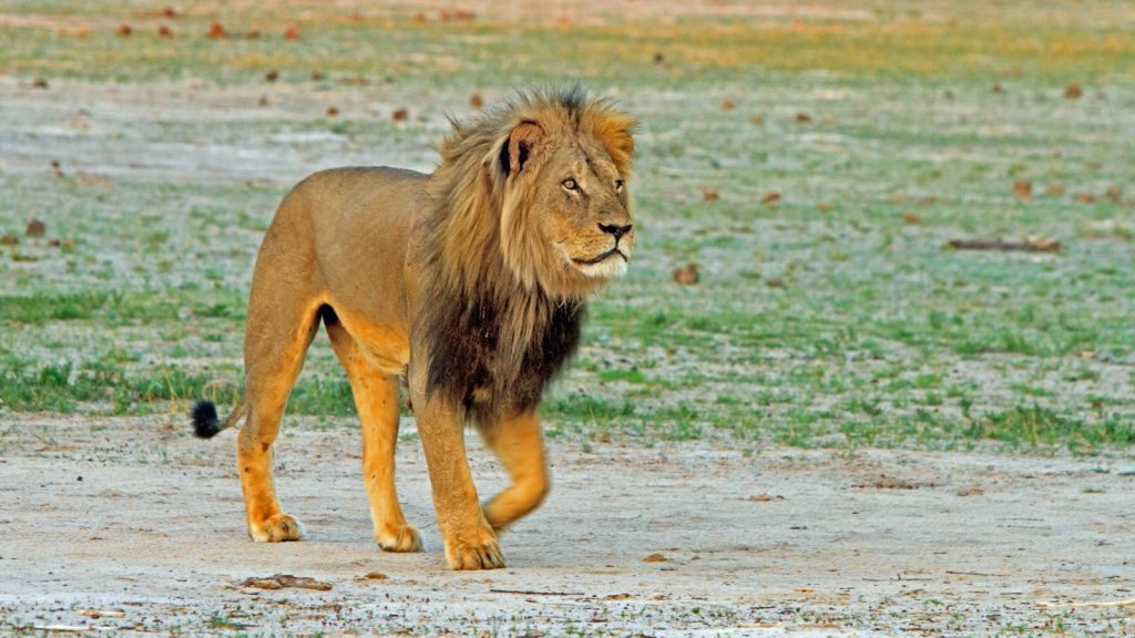 A photo of a male lion walking across a grassy savannah