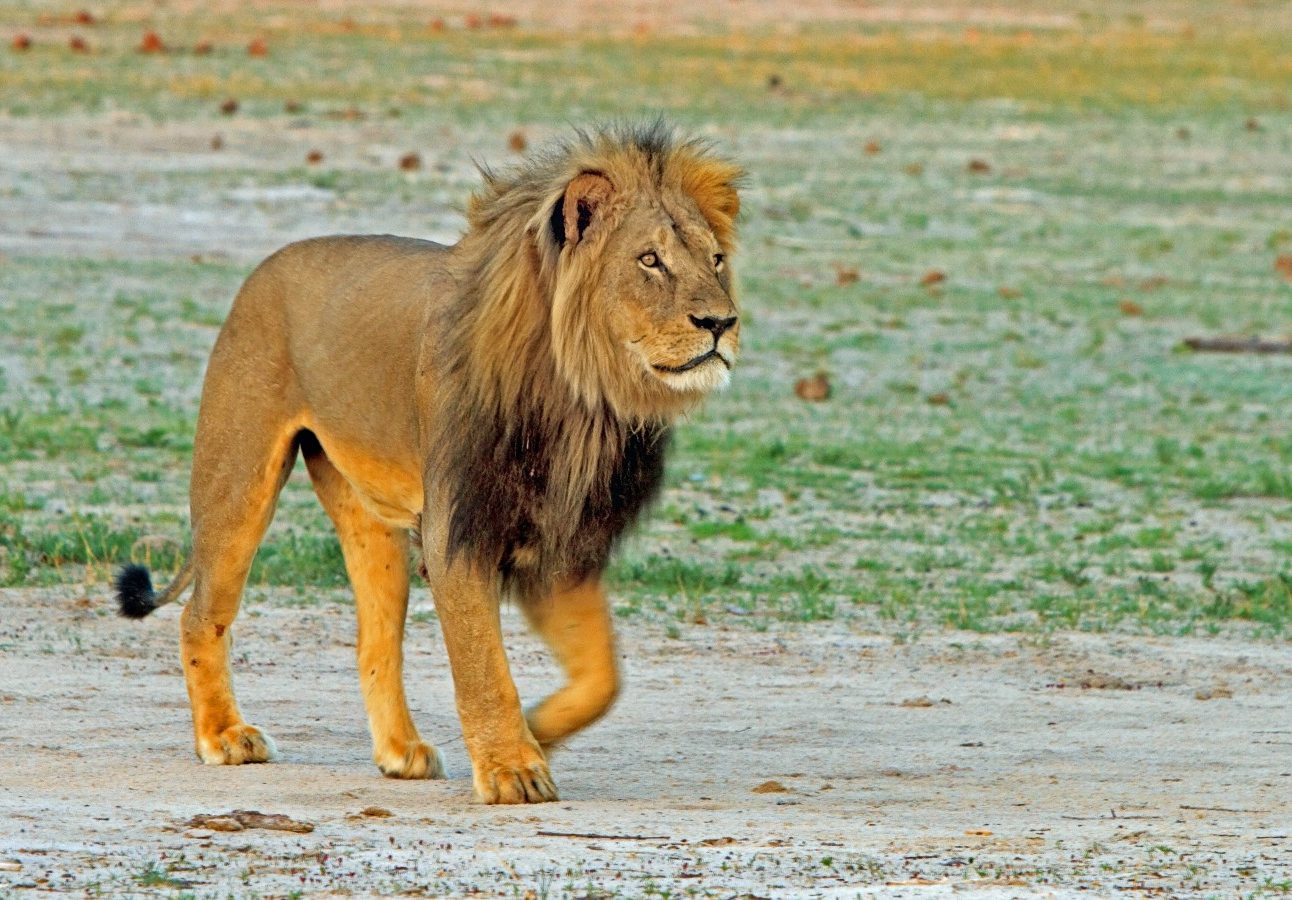 A photo of a male lion walking across a grassy savannah
