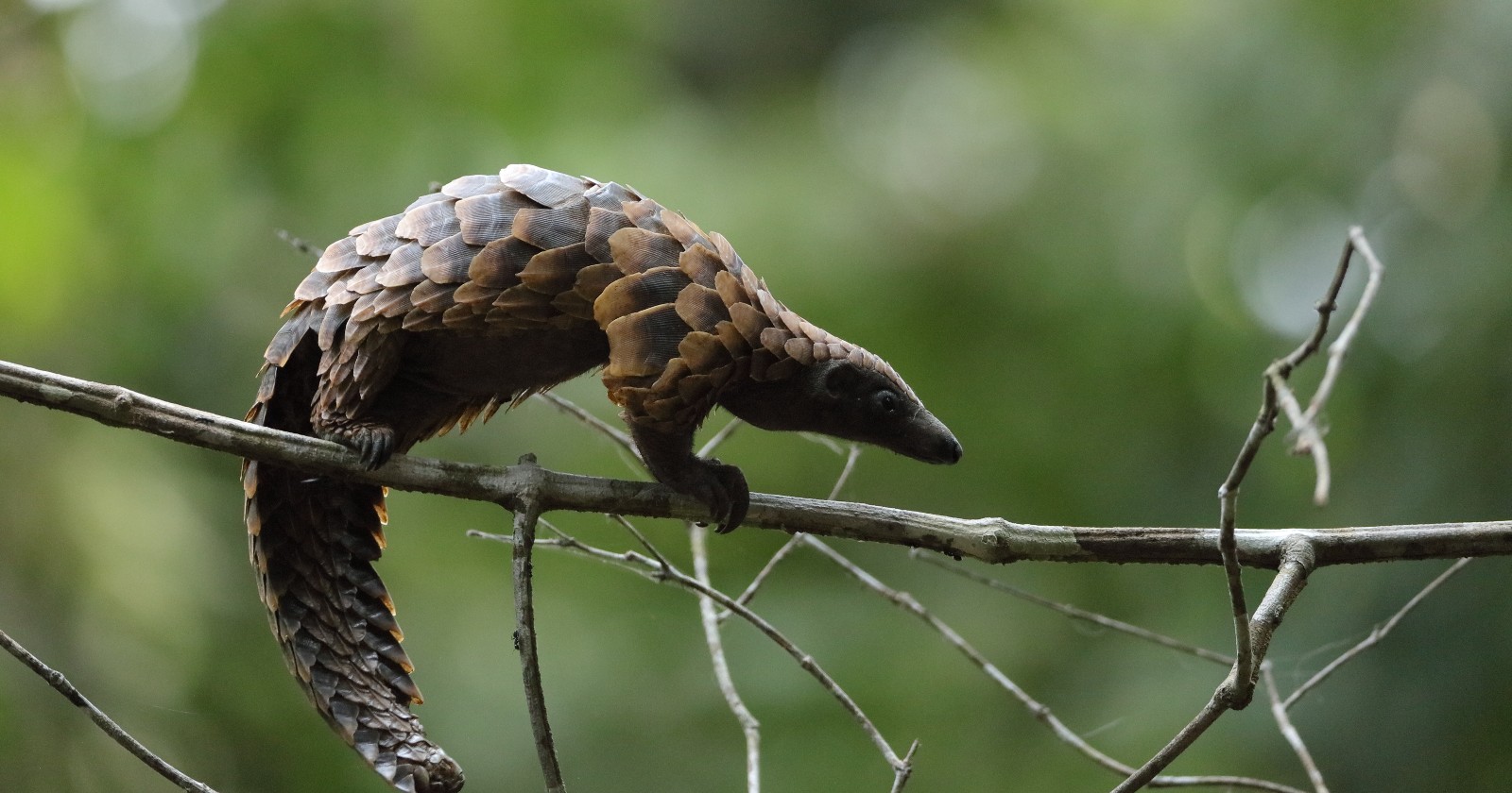 A small pangolin balancing on a tree branch