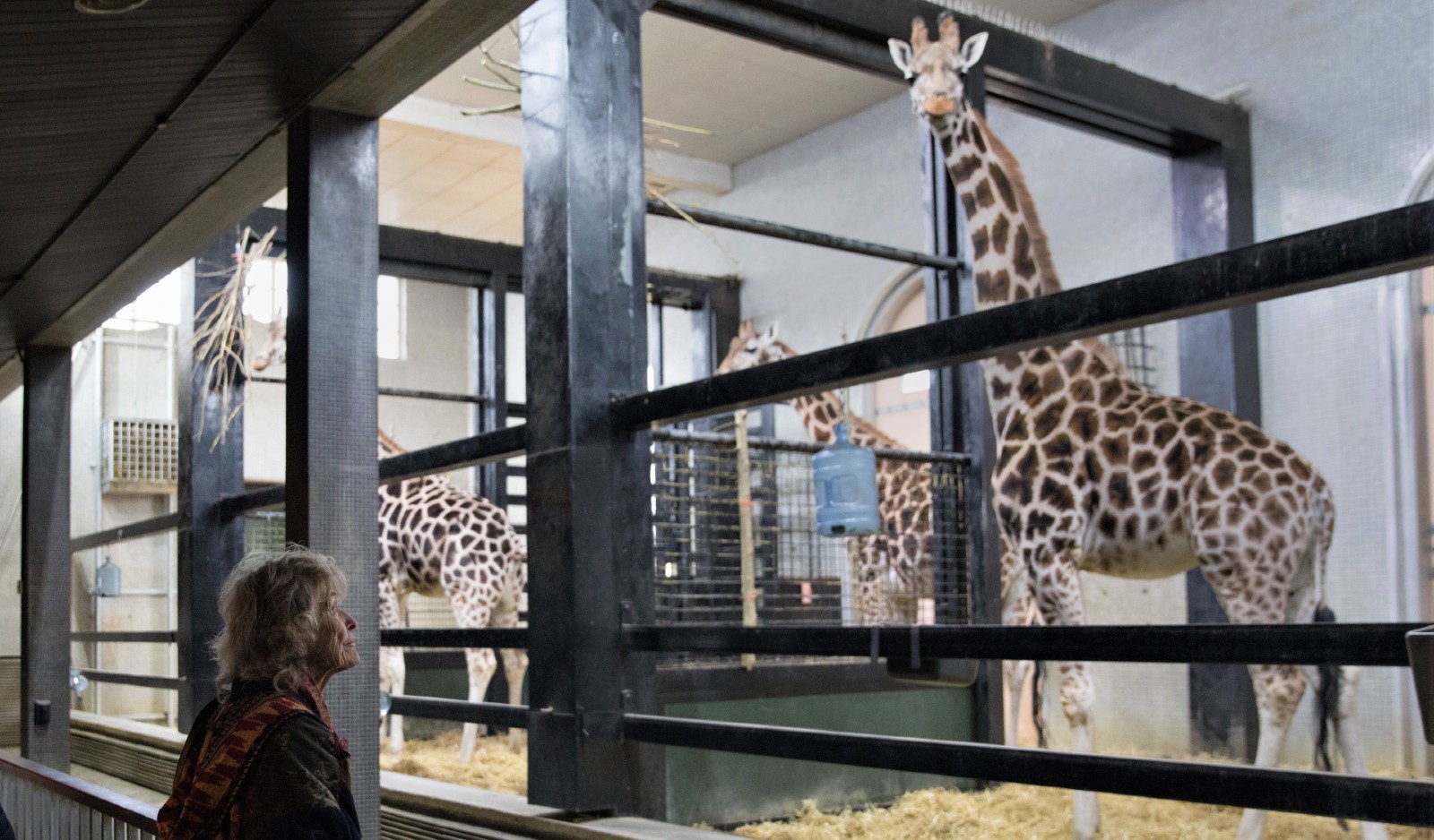 A photo of Virginia McKenna standing in a zoo's giraffe enclosure, looking up at the captive giraffe inside