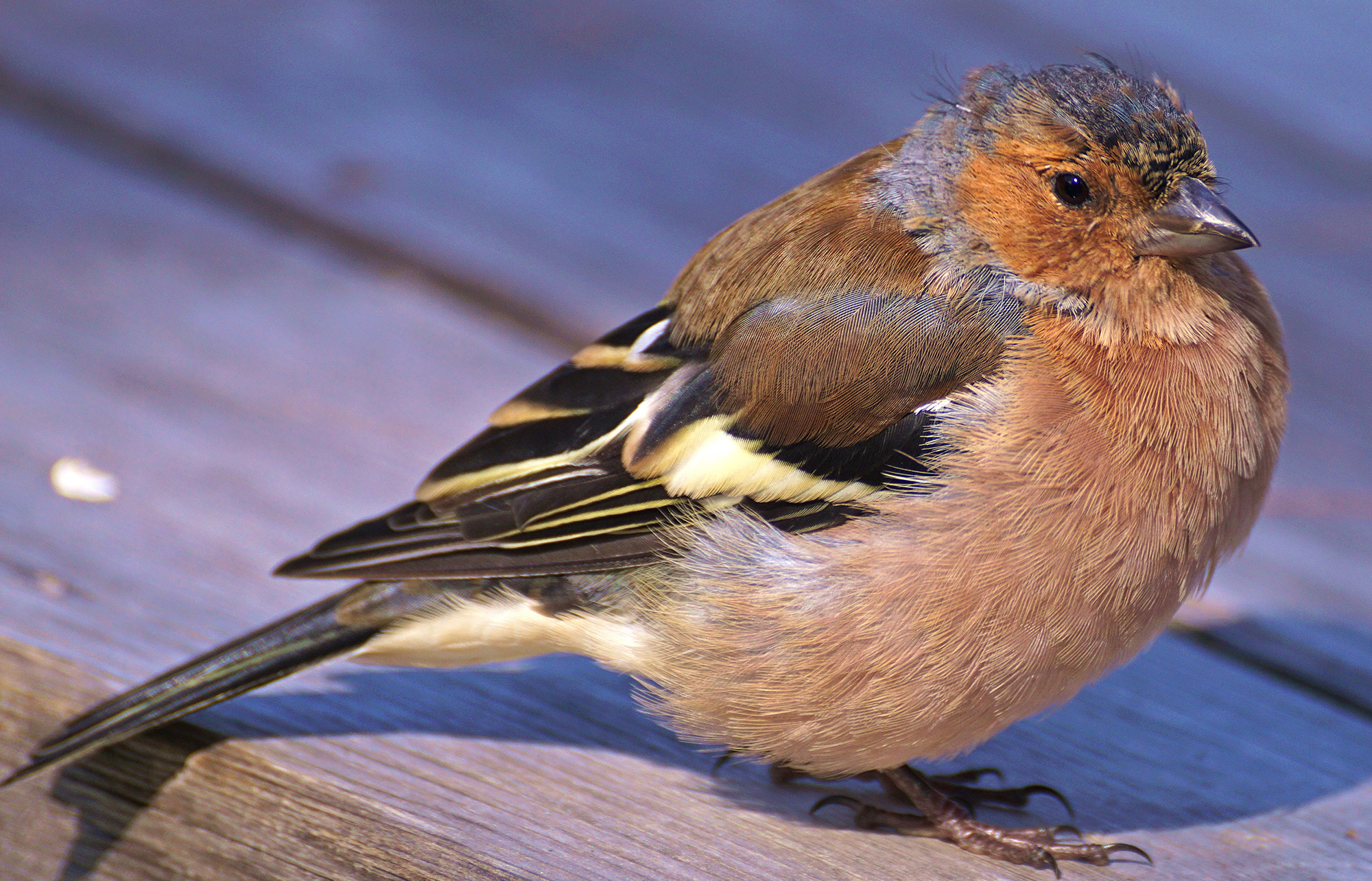 A chaffinch sitting on a wooden bench