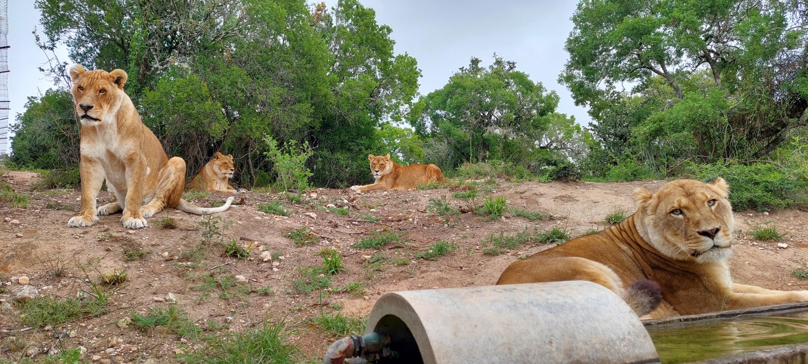 A landscape photo showing four lions relaxing in a large enclosure