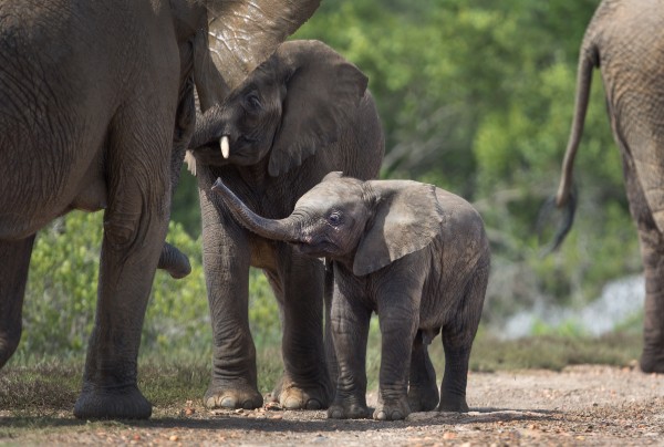 A photo of a baby elephant walking alongside three adult elephants. The baby is reaching its trunk up to touch one of the adults.