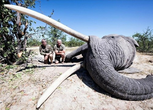 Two trophy hunters crouch behind the dead body of Botswana's biggest 'tusker' elephant.