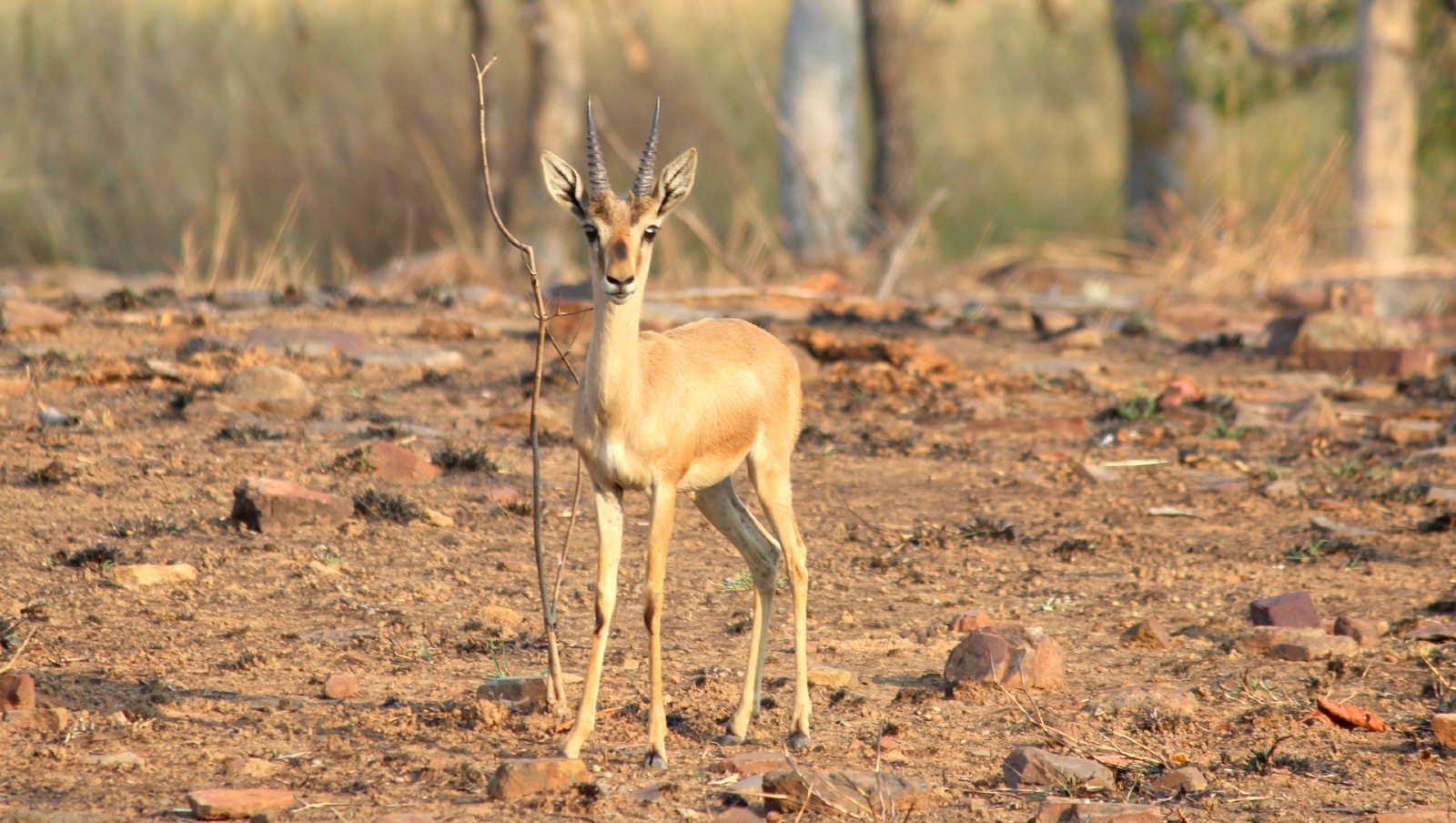 Chinkara_image_by_Prasad_Khale_from_Panna_Tiger_Reserve