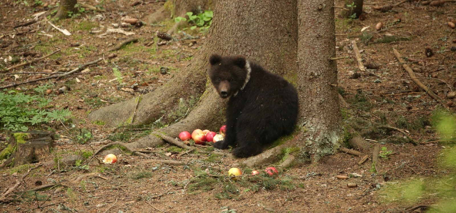 A brown bear cub is sitting in a forest surrounded by trees and grass. By her front paws is a pile of red and green apples.