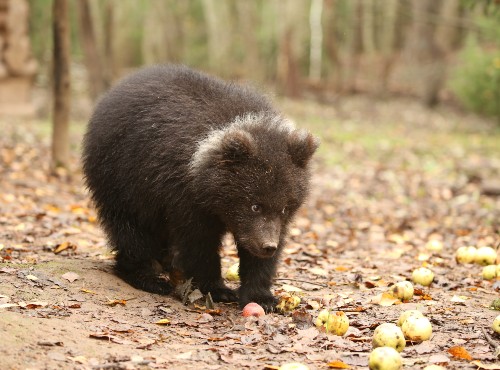 Brown bear cub with white next in the forest, with leaves and apples on the ground.