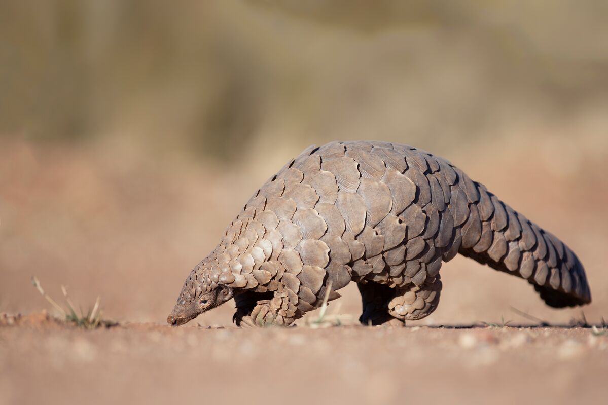 pangolin_foraging