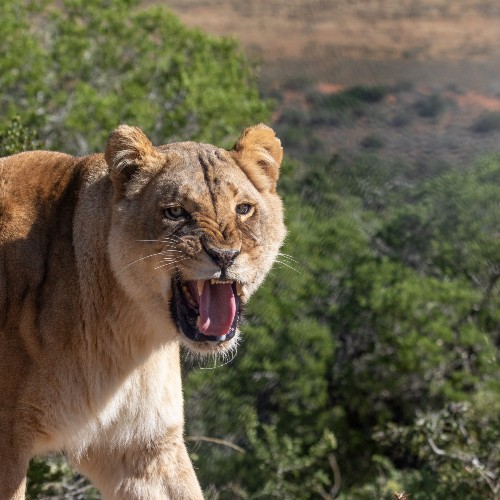 A lion roaring in the African plains