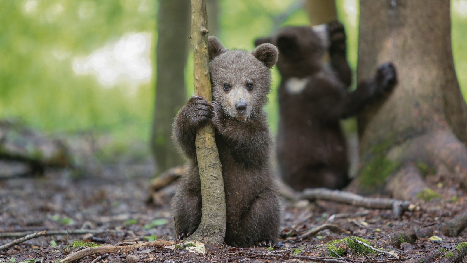 Brown Bears: Threats, Conservation, & Interesting Facts