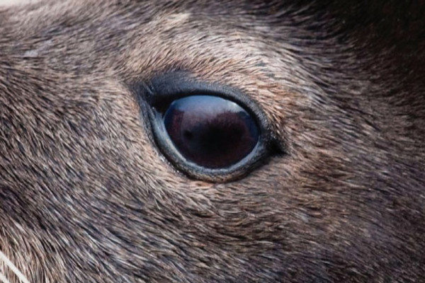 A close-up image of an animal's eye