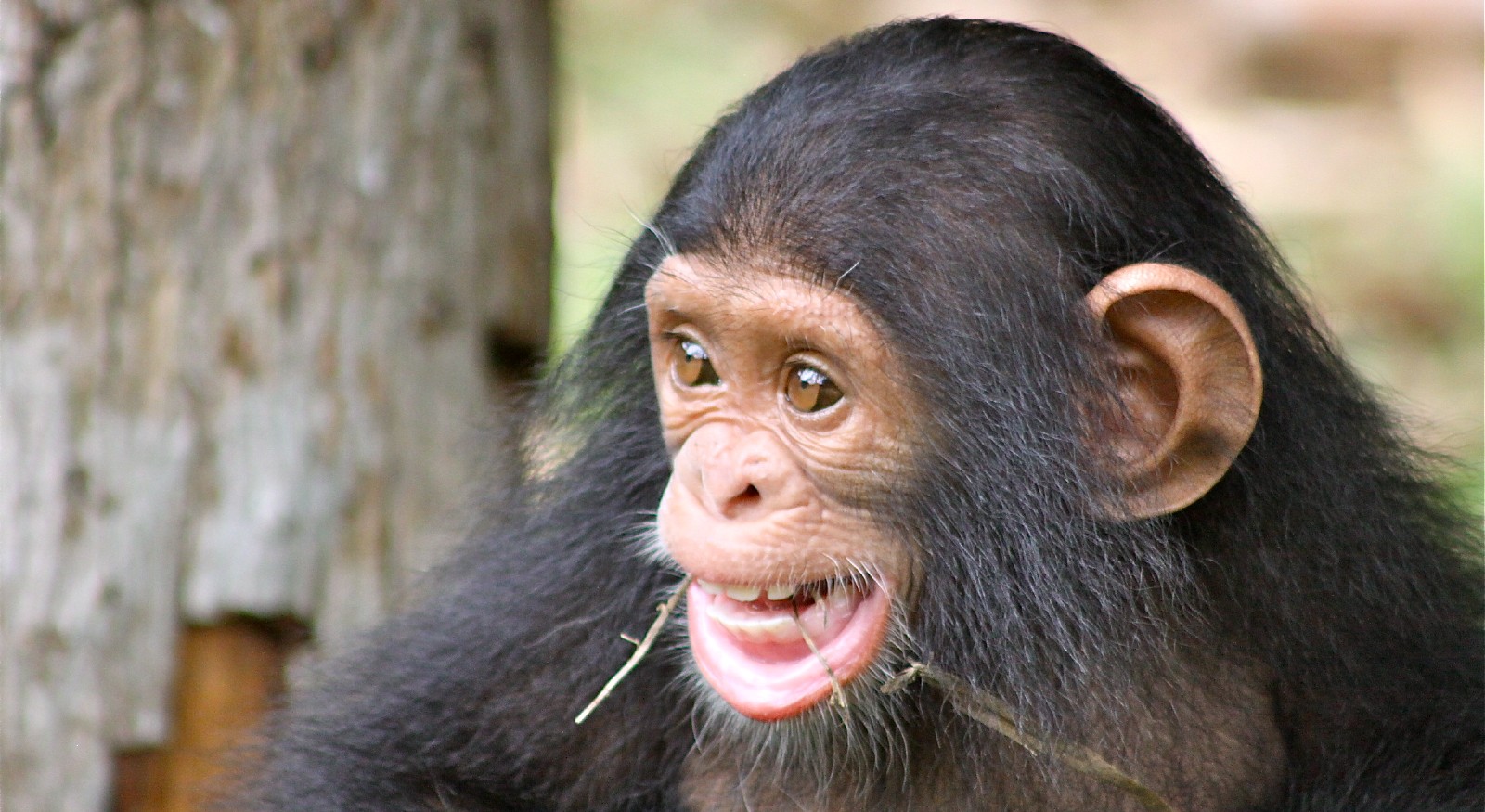 A photo of a chimpanzee chewing on a twig