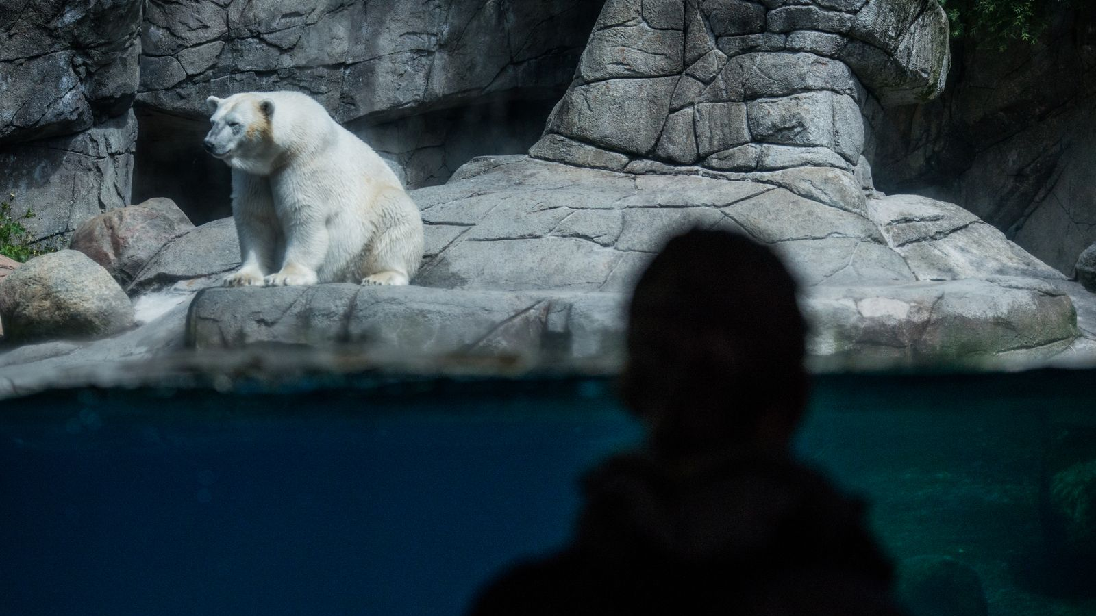 A photo of someone looking at a polar bear in a zoo