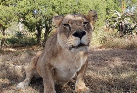 Achee the lioness facing into the camera
