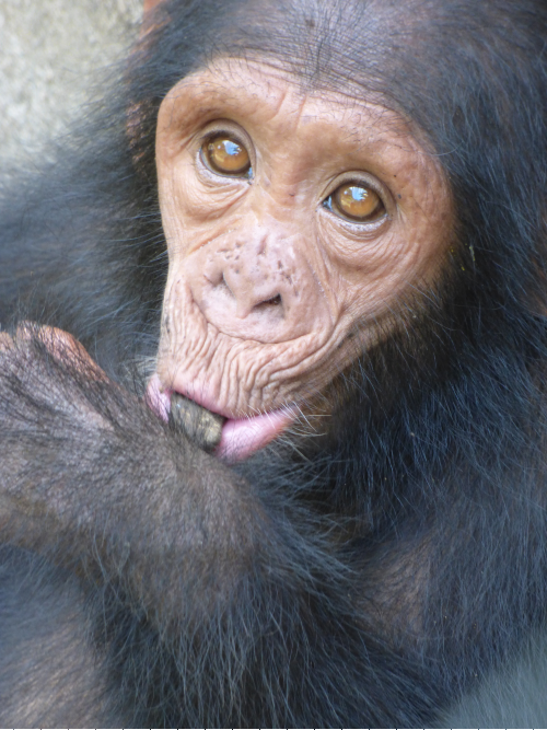 A close-up photo of a young chimpanzee looking into the camera, with her hand by her mouth