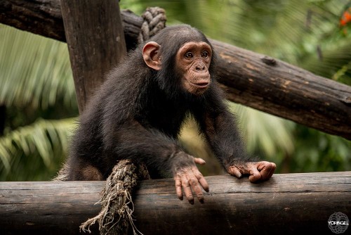 A young chimpanzee looks healthy and happy in the treetops