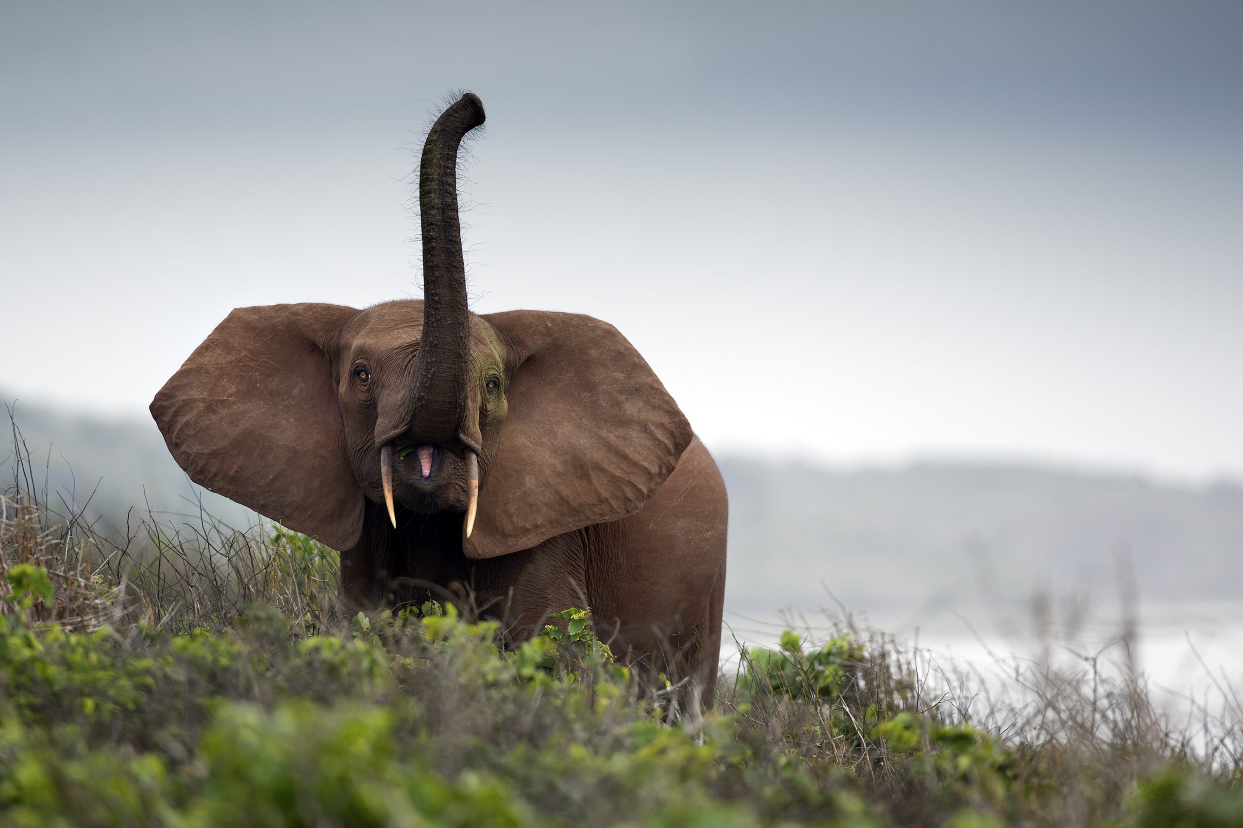 An elephant with its trunk raised in the air with grass in the foreground and misty background