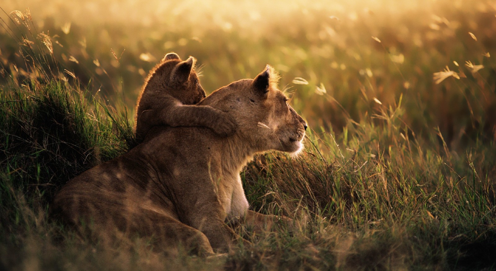 A photograph of a lioness and her cub. They are lying in a field of long grass at sunset and the cub is resting their paw on the mother's back.